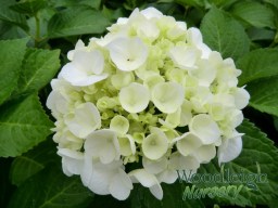Hydrangea macrophylla Agnes&nbsp;Pavelli