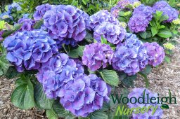 Hydrangea macrophylla Alpenglow (acid&nbsp;soil)