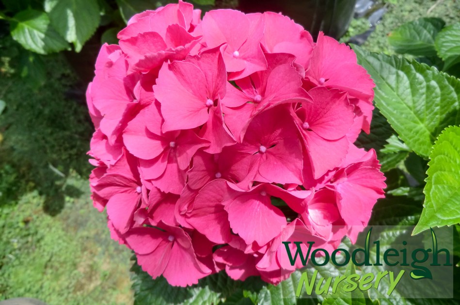 Hydrangea macrophylla Alpenglow (Alpengluhen)