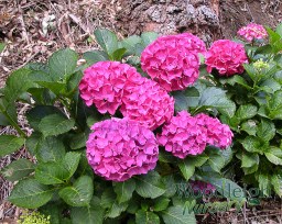 Hydrangea macrophylla Alpenglow&nbsp;(Alpengluhen)