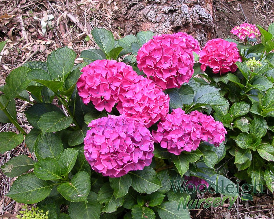 Hydrangea macrophylla Alpenglow (Alpengluhen)