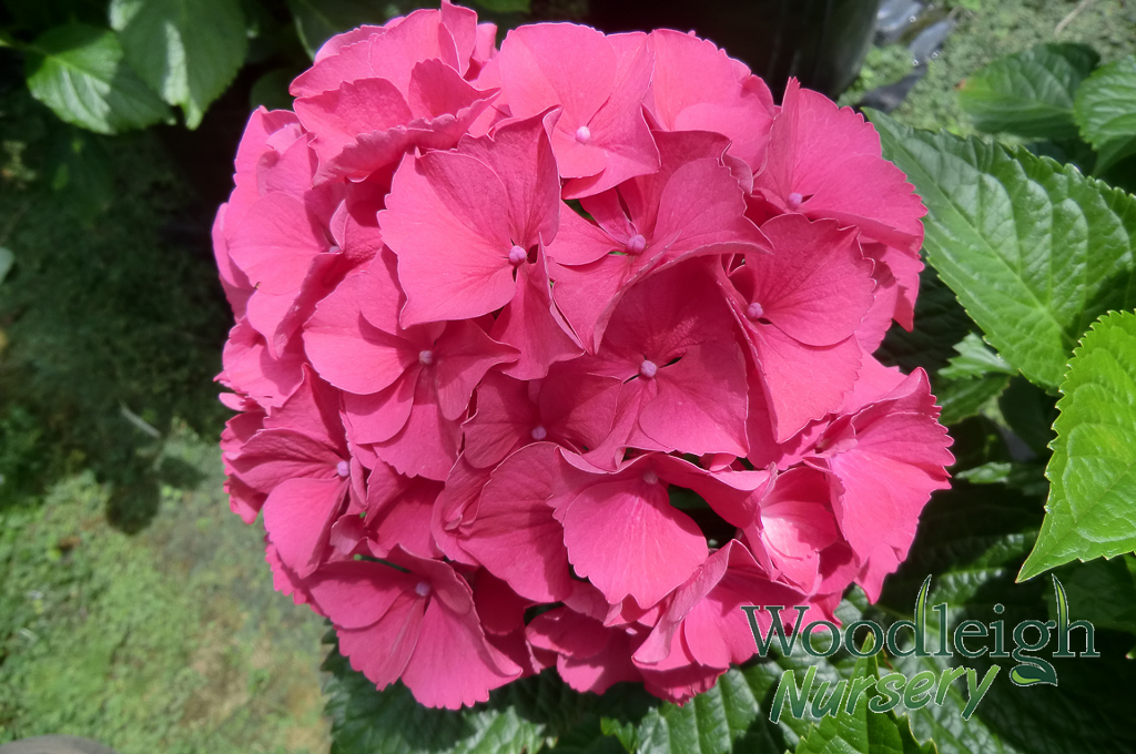 Hydrangea macrophylla Alpenglow (Alpengluhen)