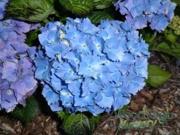 Hydrangea macrophylla Altona