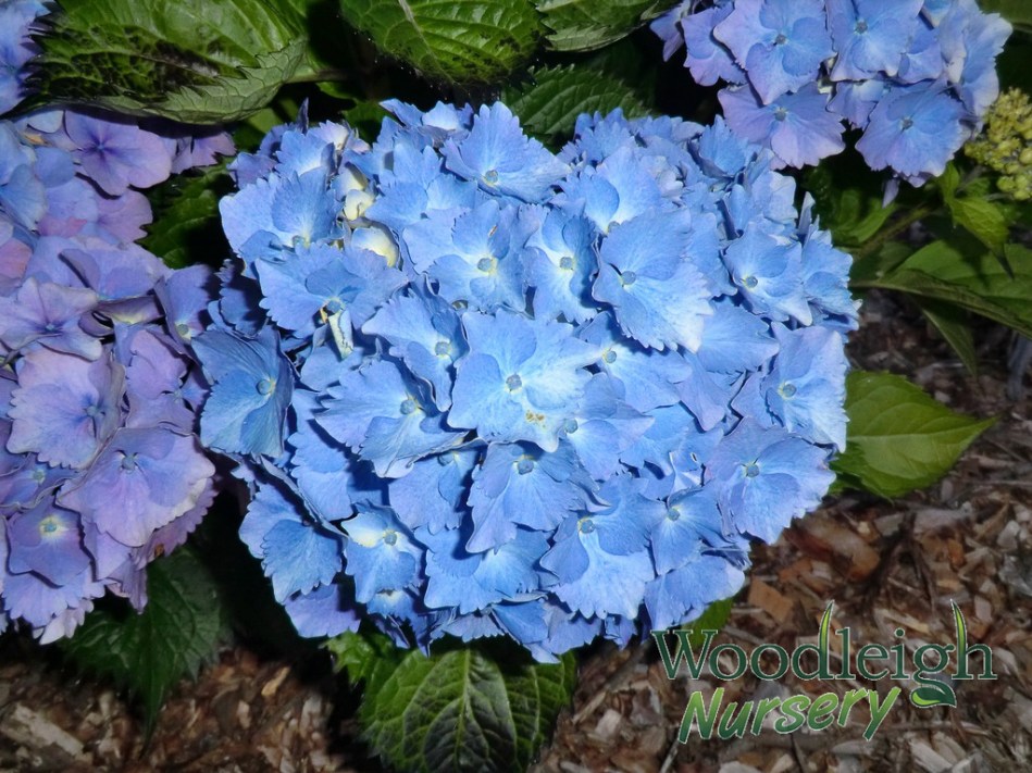 Hydrangea macrophylla Altona