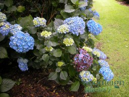 Hydrangea macrophylla Altona