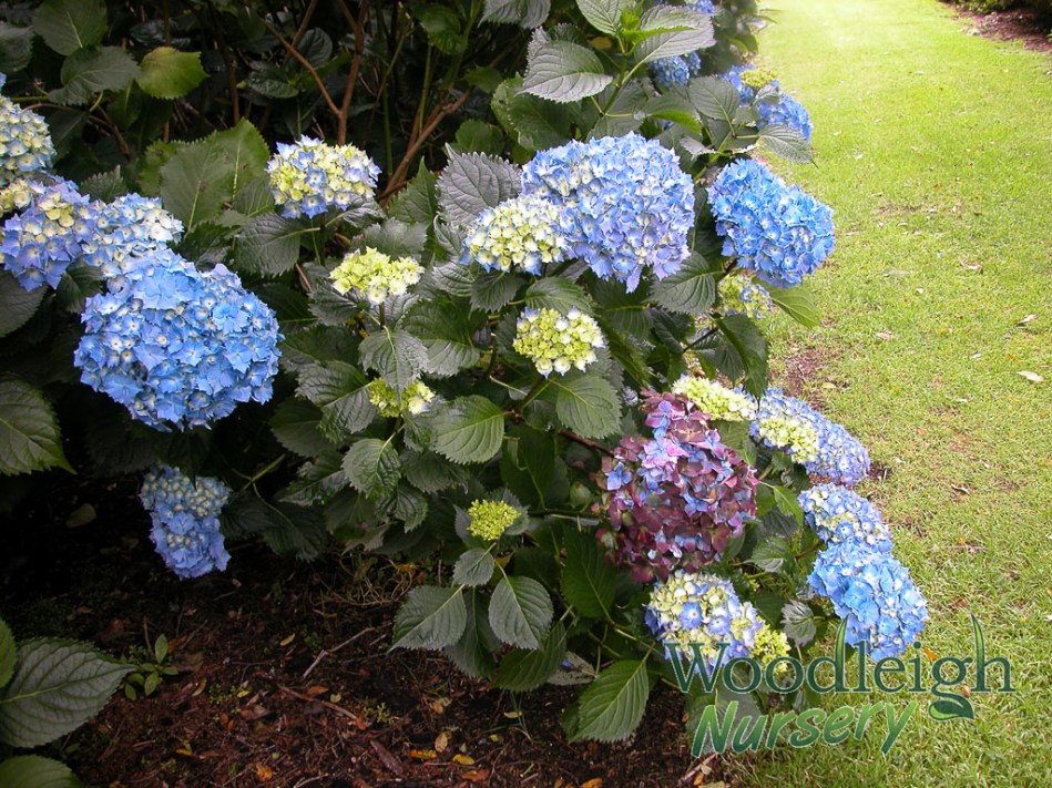 Hydrangea macrophylla Altona