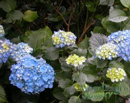 Hydrangea macrophylla Altona&nbsp;(3)