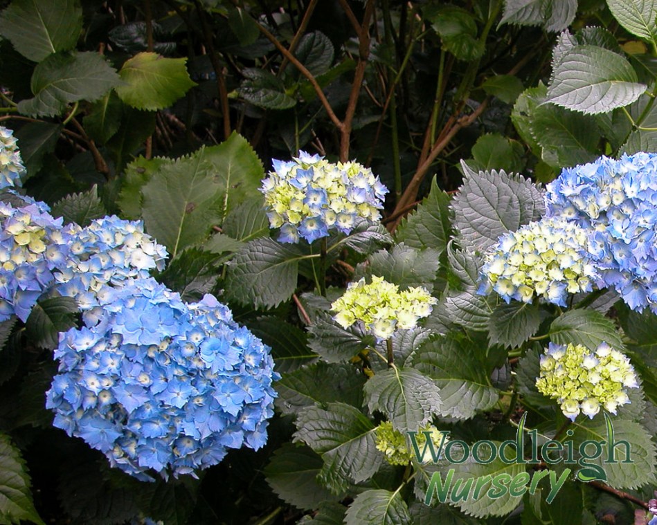Hydrangea macrophylla Altona