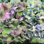 Hydrangea macrophylla Altona (antiqued)