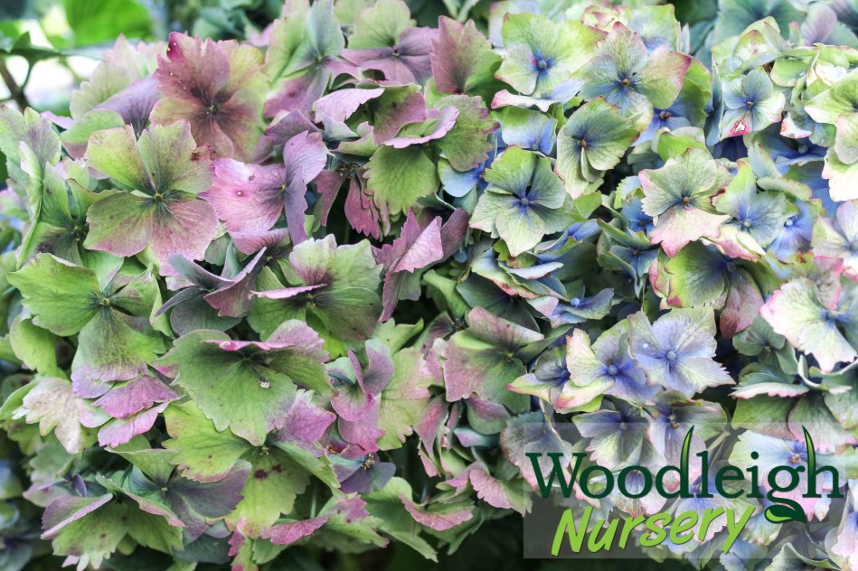 Hydrangea macrophylla Altona (antiqued)