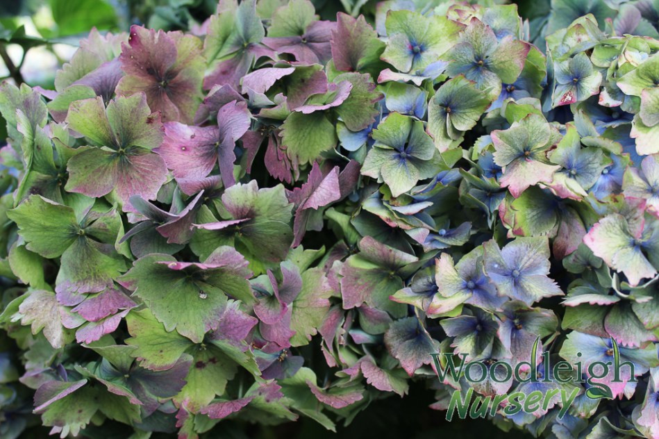 Hydrangea macrophylla Altona