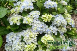 Hydrangea macrophylla Amethyst