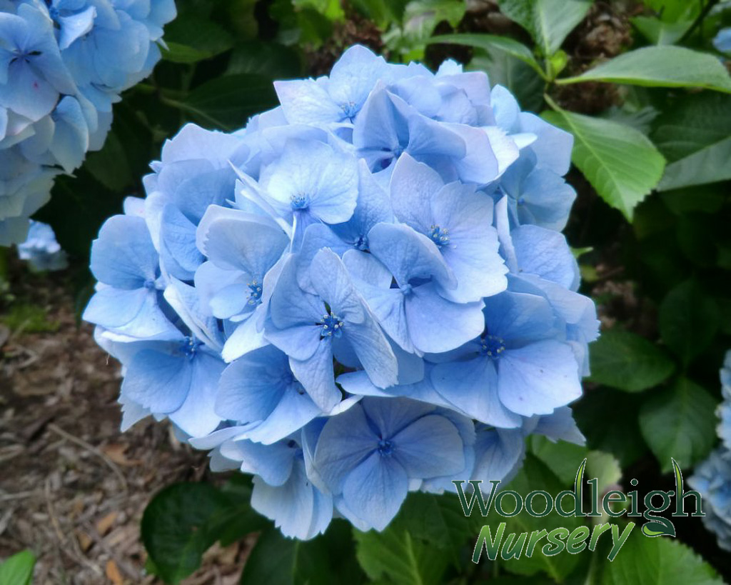 Hydrangea macrophylla Amethyst