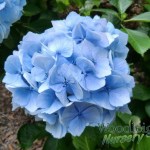 Hydrangea macrophylla Amethyst