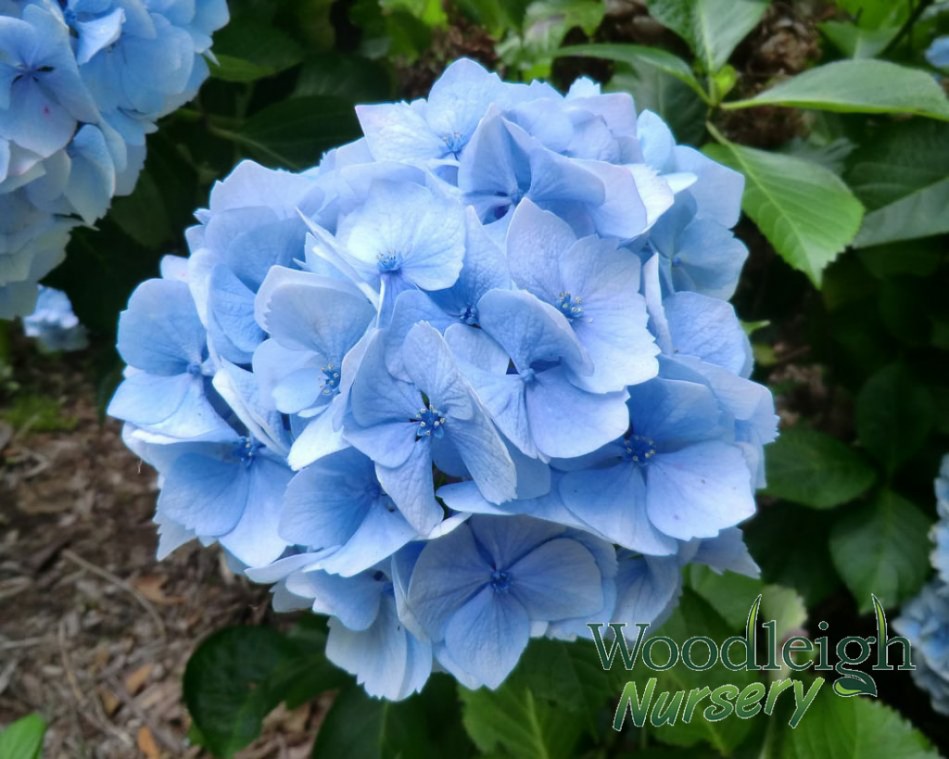 Hydrangea macrophylla Amethyst