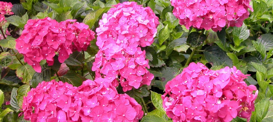 Hydrangea macrophylla Arthur Billard