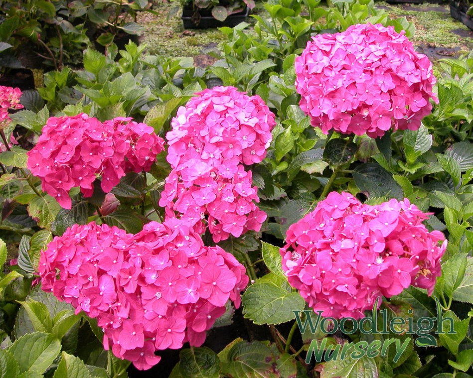 Hydrangea macrophylla Arthur Billard