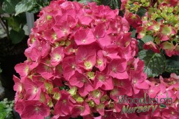 Hydrangea macrophylla Arthur&nbsp;Billard