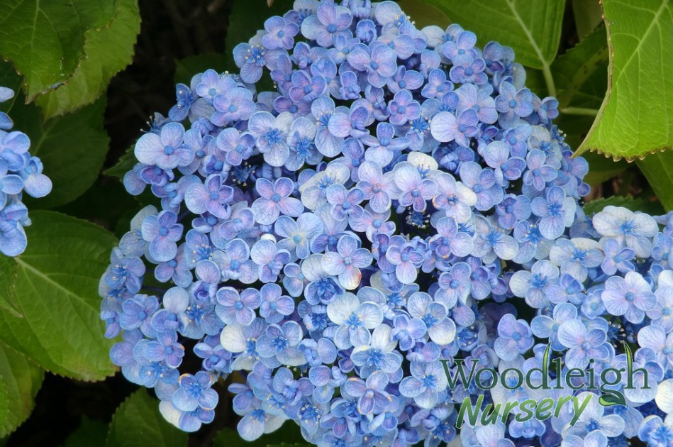 Hydrangea macrophylla Ayesha -Bubbles Silver Slipper -December 2012