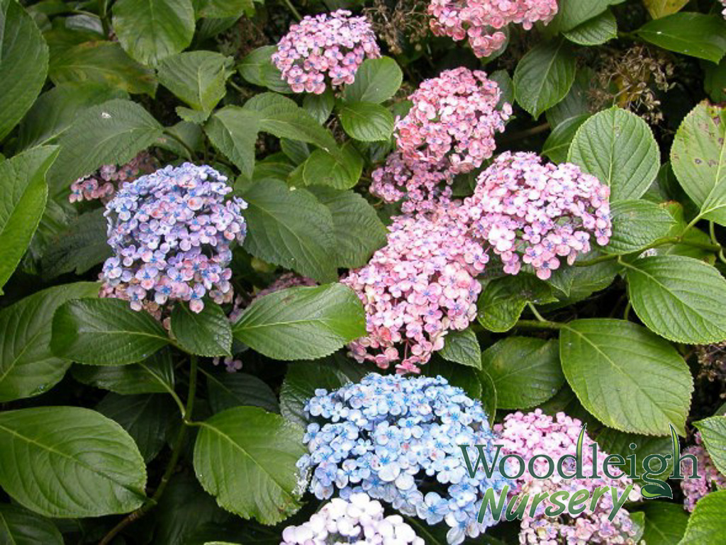 Hydrangea macrophylla Ayesha (Bubbles Silver Slipper)