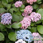 Hydrangea macrophylla Ayesha (Bubbles Silver Slipper)