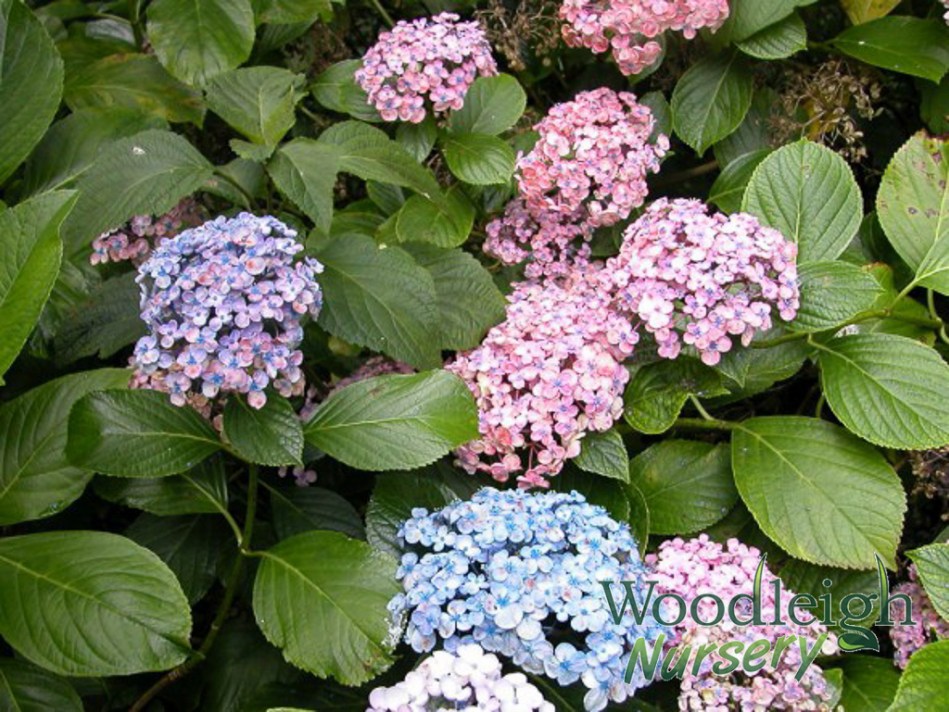 Hydrangea macrophylla Ayesha (Bubbles Silver Slipper)