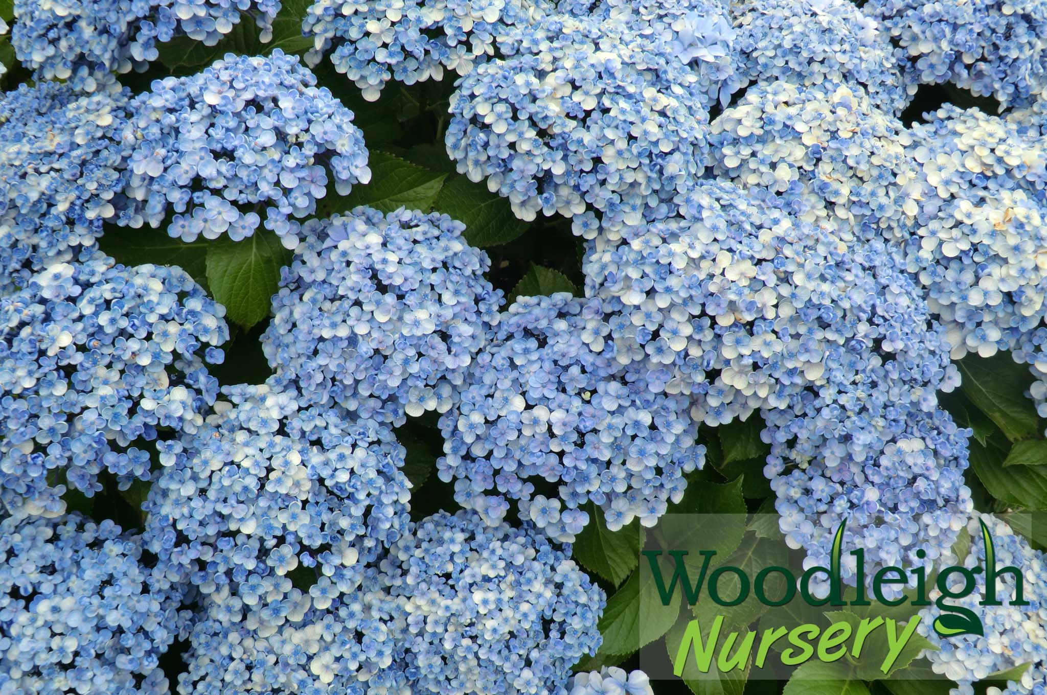 Hydrangea macrophylla Ayesha