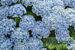 Hydrangea macrophylla Ayesha