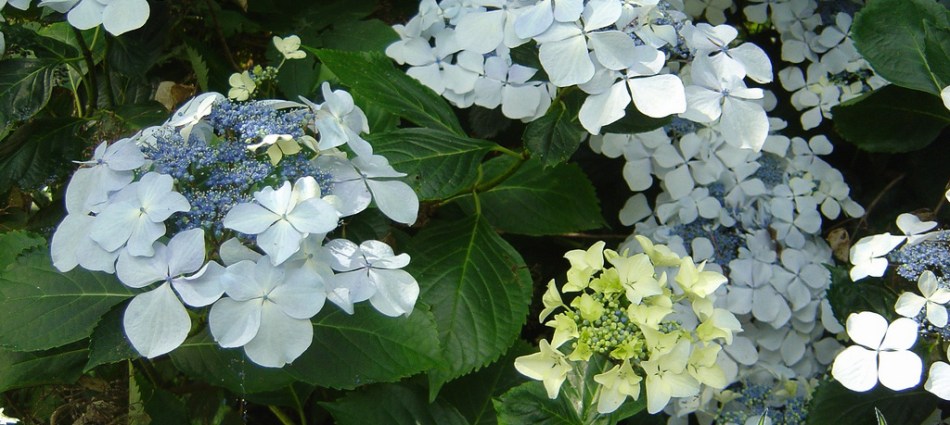 Hydrangea macrophylla Beaute Vendomoise