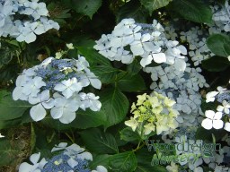 Hydrangea macrophylla Beaute&nbsp;Vendomoise