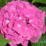 Hydrangea macrophylla Birgit Blue