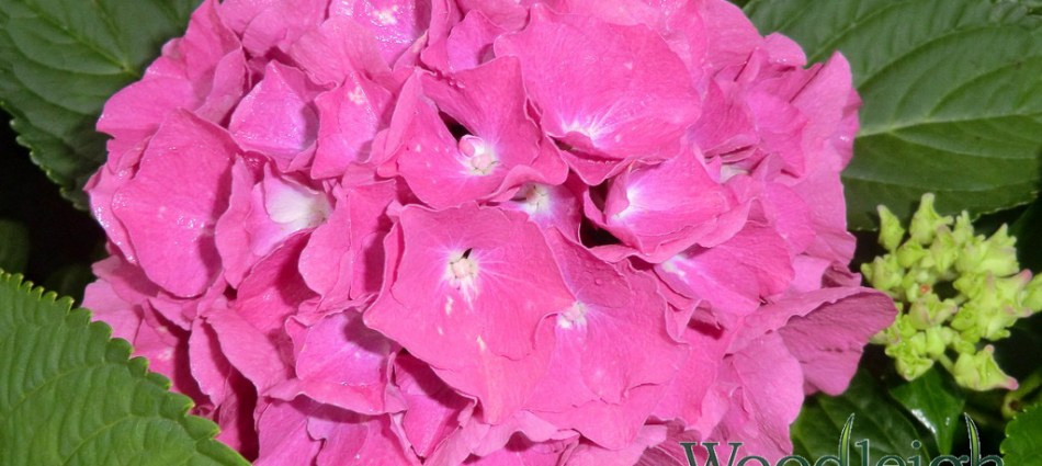 Hydrangea macrophylla Birgit Blue