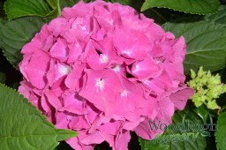 Hydrangea macrophylla Birgit&nbsp;Blue