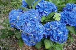 Hydrangea macrophylla Birgit&nbsp;Blue