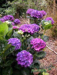 Hydrangea macrophylla Bloody Marvellous&nbsp;2