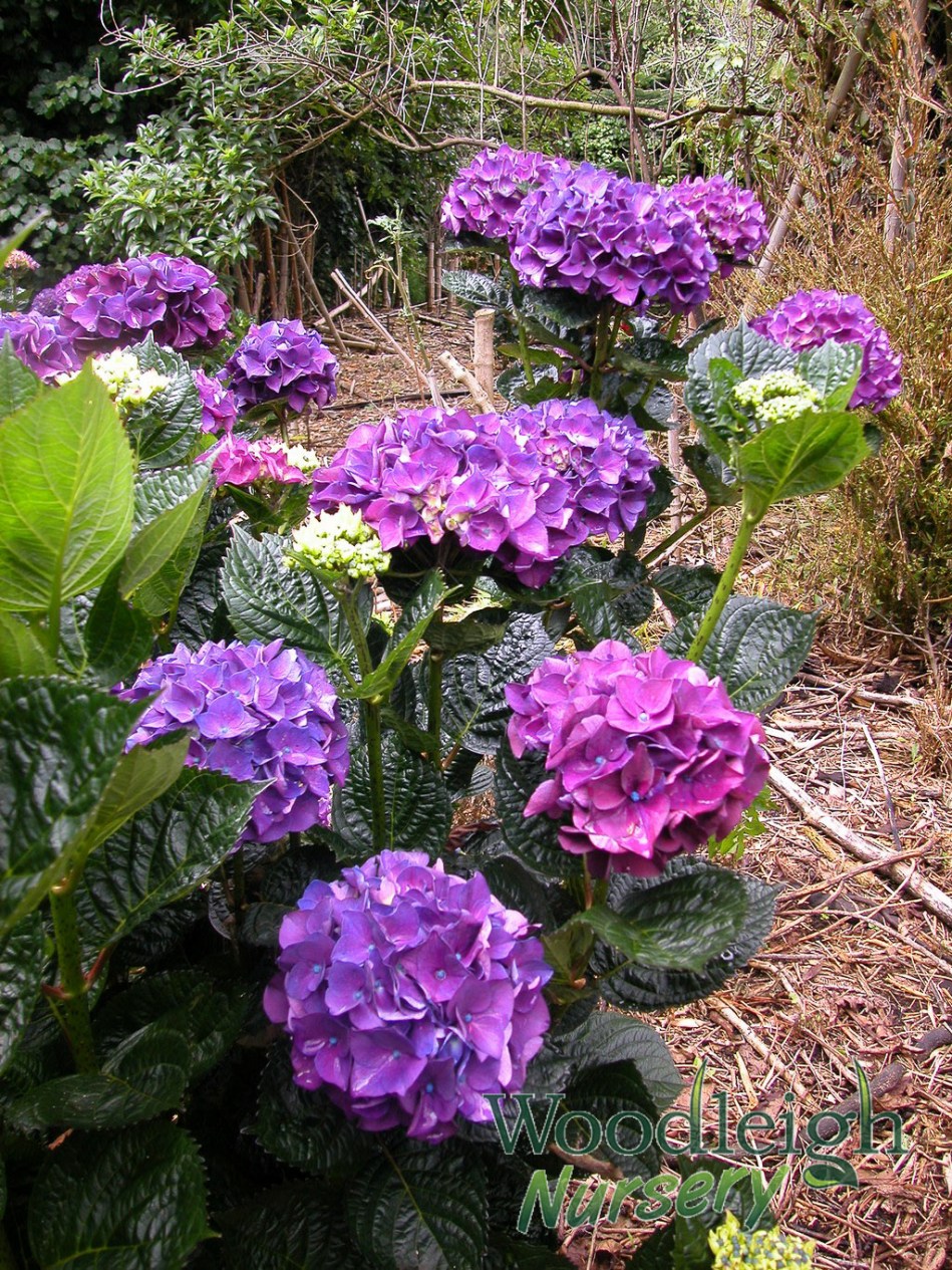 Hydrangea macrophylla Bloody Marvellous 2