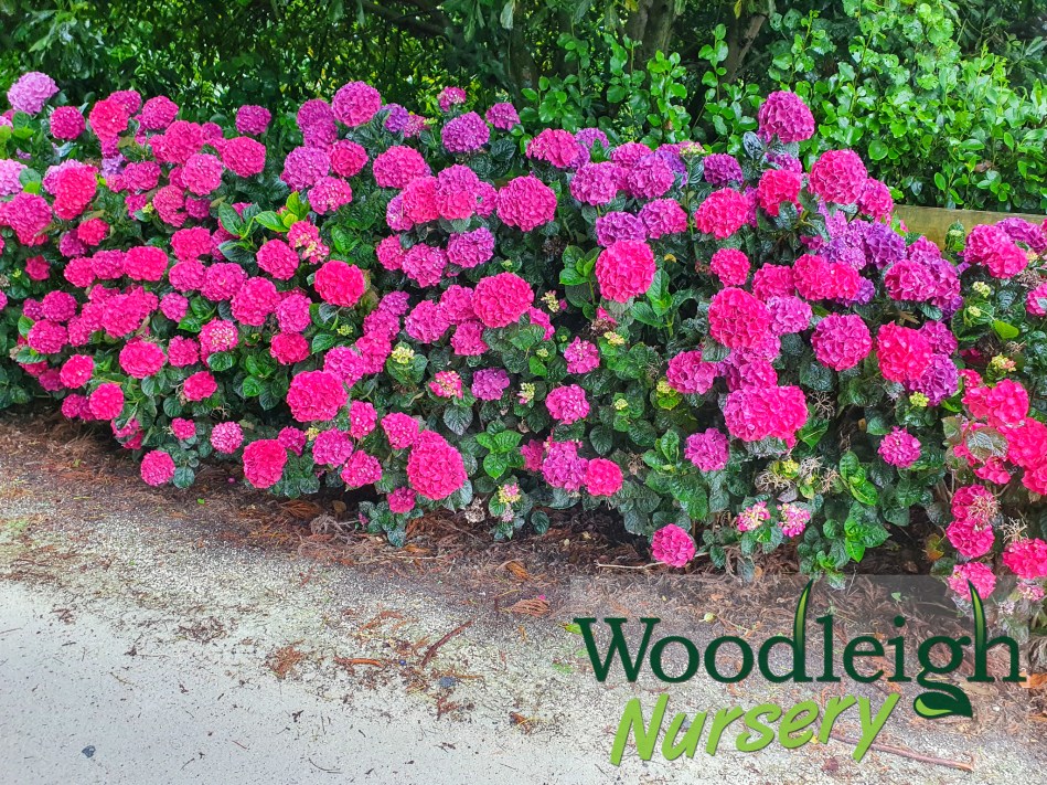 Hydrangea macrophylla Bloody Marvellous