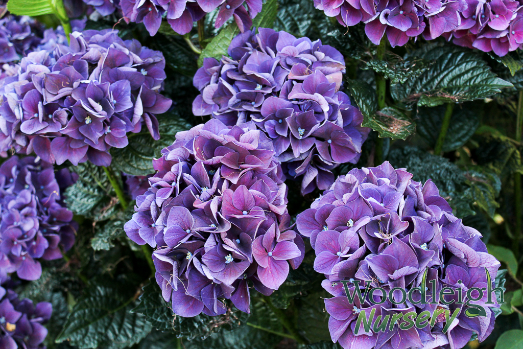 Hydrangea macrophylla Bloody Marvellous