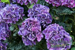 Hydrangea macrophylla Bloody&nbsp;Marvellous