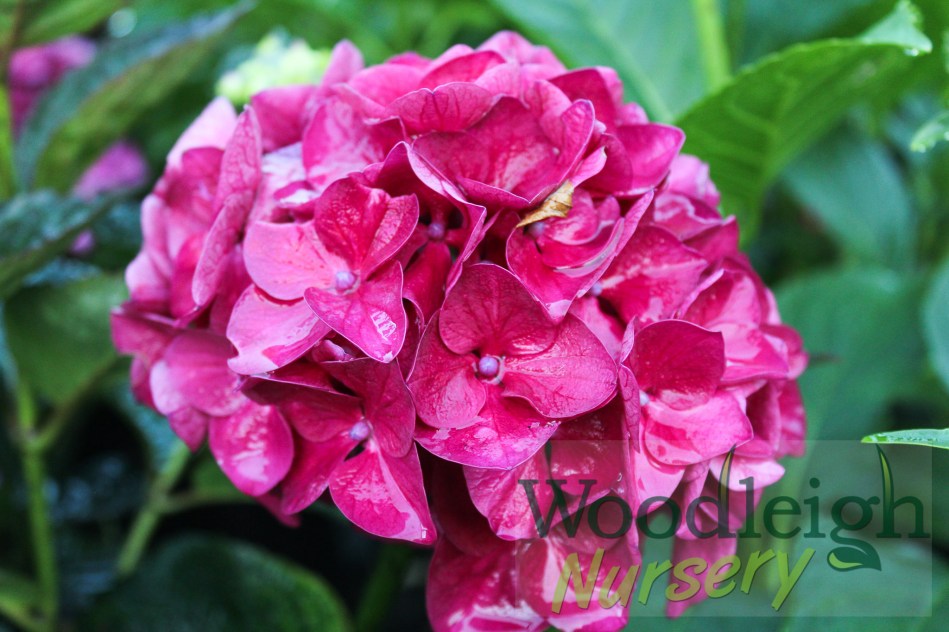 Hydrangea macrophylla Bloody Marvellous