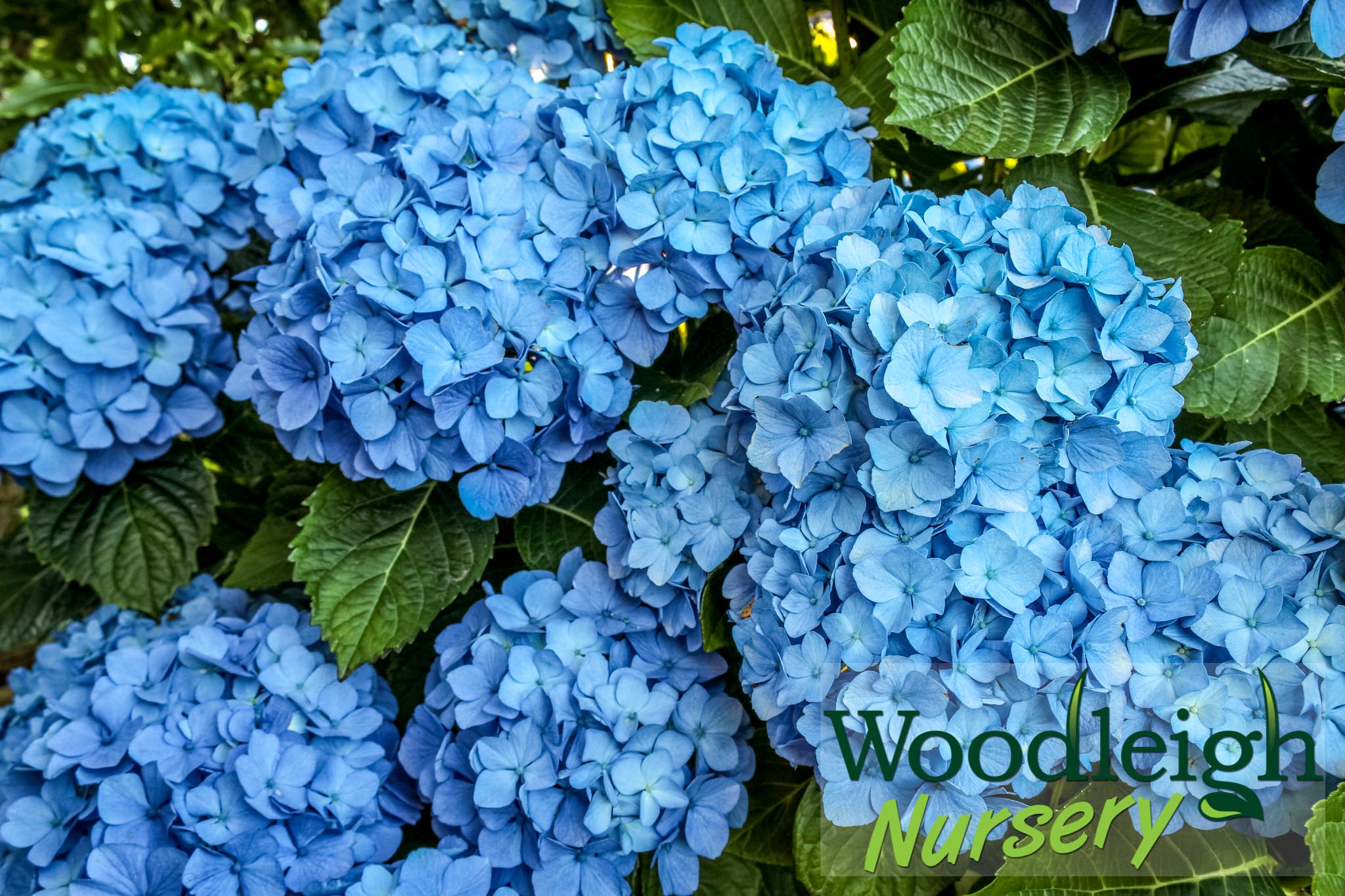 Hydrangea macrophylla Blue Diamond