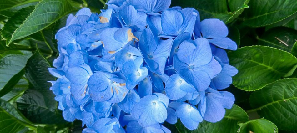 Hydrangea macrophylla Blue Diamond