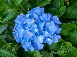 Hydrangea macrophylla Blue&nbsp;Diamond