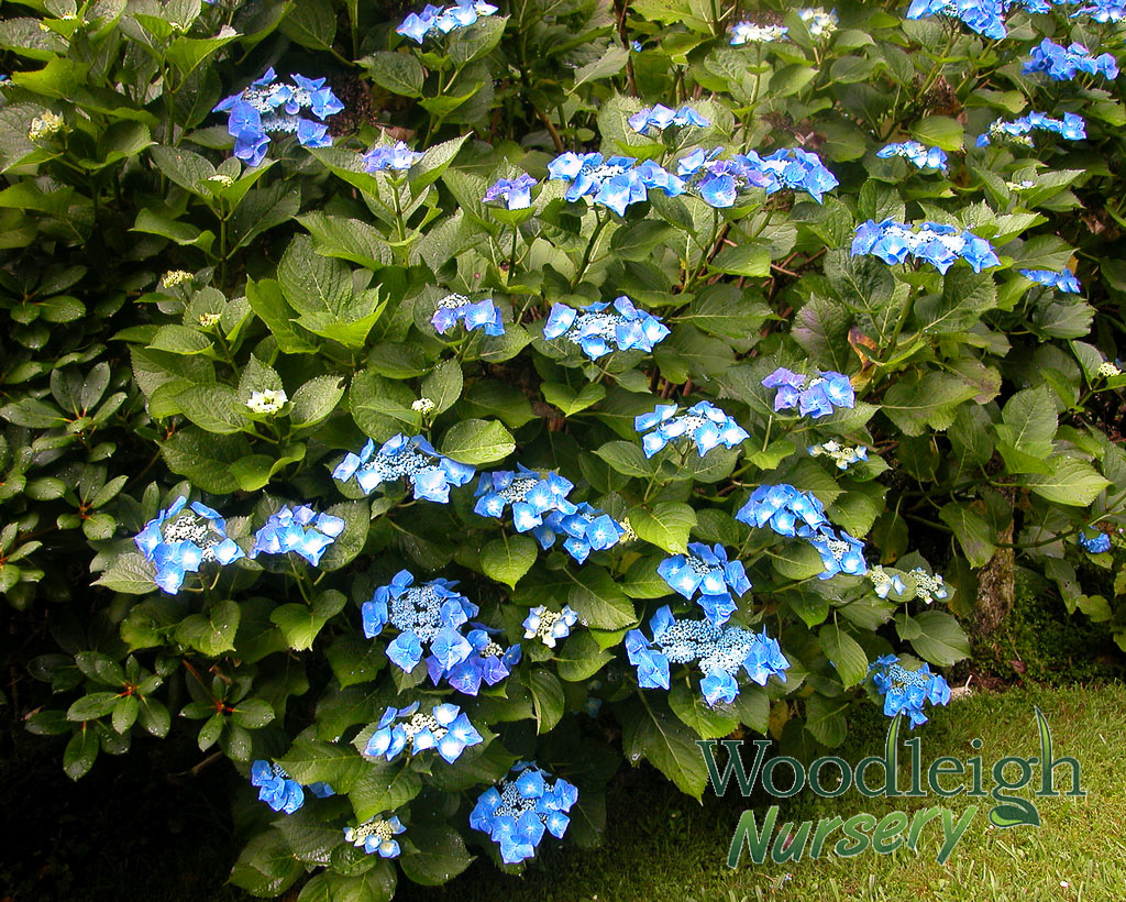 Hydrangea macrophylla Blue Meisse (Blaumeise)
