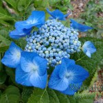 Hydrangea macrophylla Blue Meisse (Blaumeise)