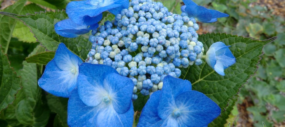 Hydrangea macrophylla Blue Meisse (Blaumeise)