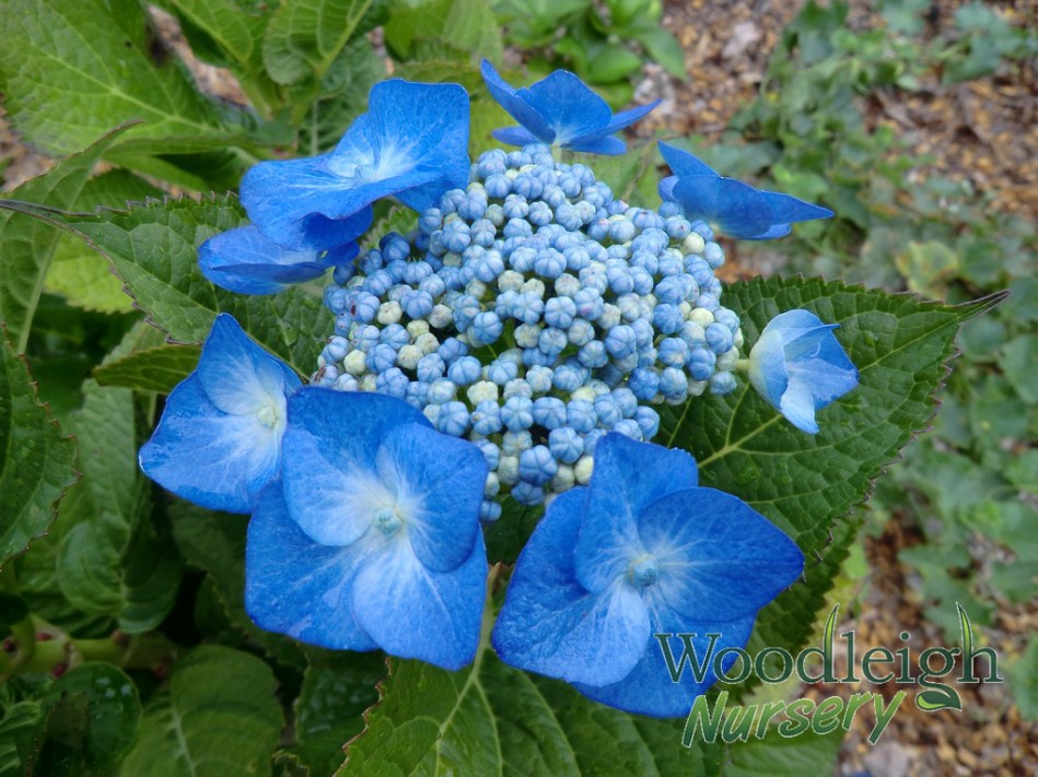 Hydrangea macrophylla Blue Meisse (Blaumeise)