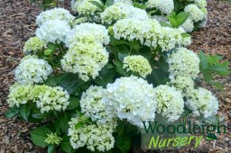 Hydrangea macrophylla Bridal&nbsp;Bouquet