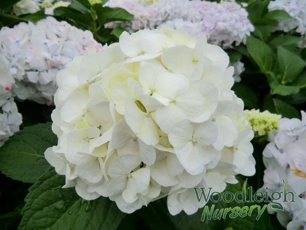 Hydrangea macrophylla Bridal Bouquet