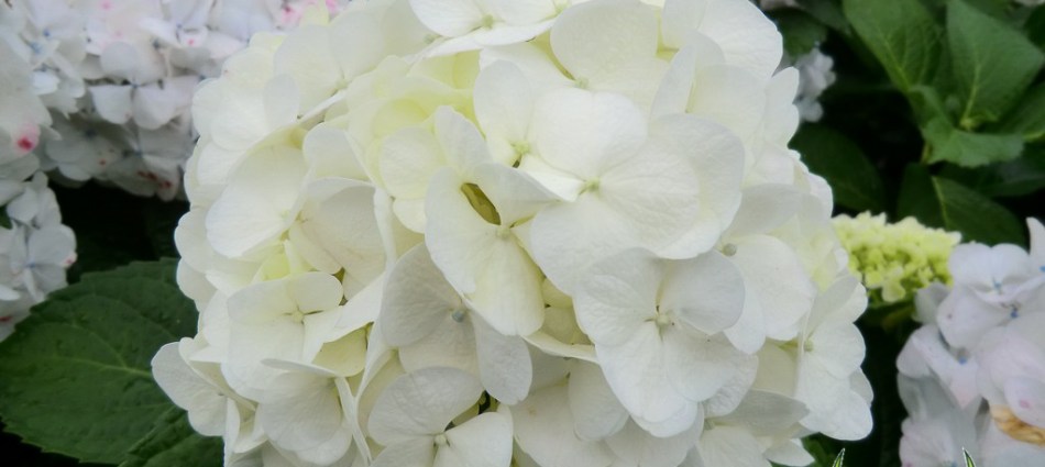 Hydrangea macrophylla Bridal Bouquet